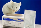 NSET小鼠非手術(shù)胚胎移植工具(Nonsurgical embryo transfer device for mice)